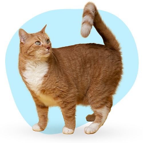 adopt-pet-02