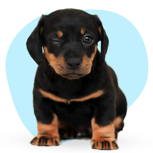 adopt-pet-03